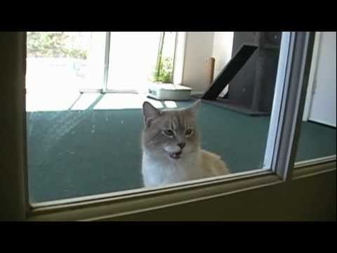 Talking Kitty Cat 21 - Free Dog