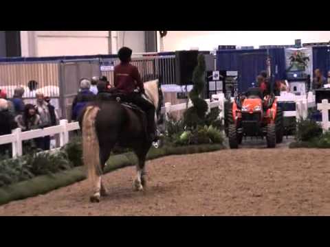 Blackforest Horse Demo