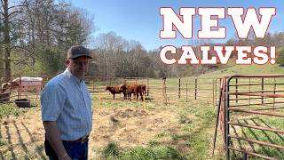 Expanding the Herd! (Adding 3 Red Angus to the Farm)
