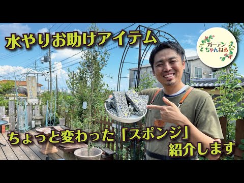 熱波の間、どの植物に優先的に水をやる必要がありますか?遅滞なく甘やかす種に焦点を当ててください！  庭園