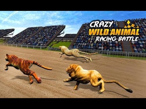 Funny animal videos - Animals Race 3