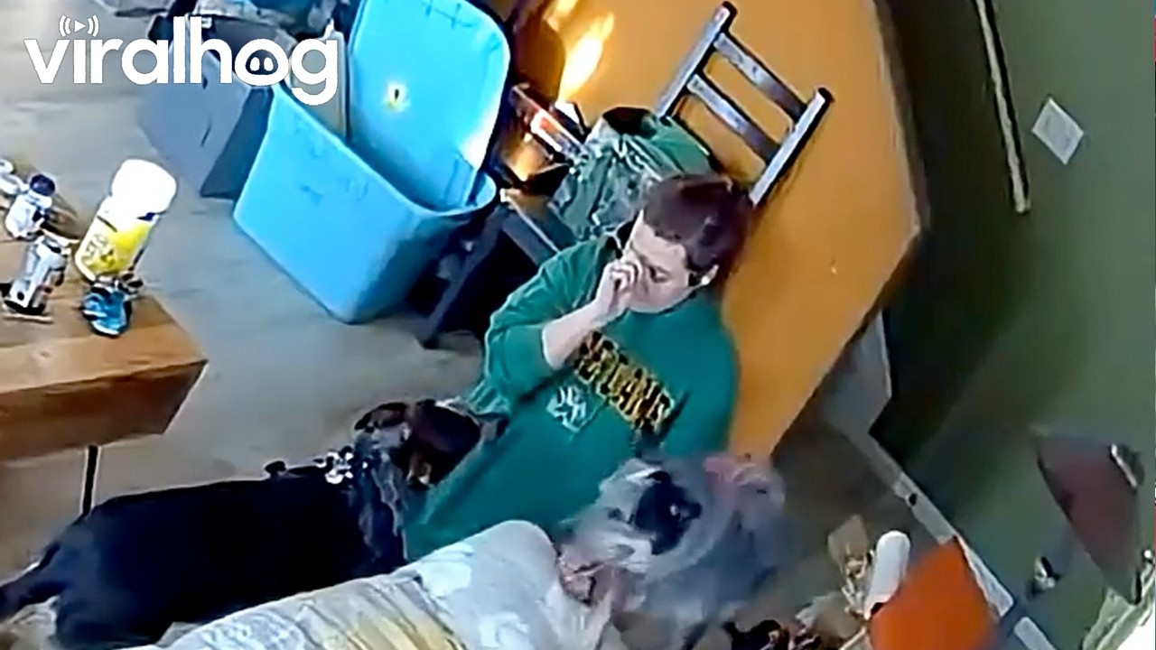 Zoomies to Body Slam || ViralHog
