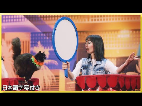 【和訳】ネコが指示を聞き、演技し、見えない壁へ跳ぶ奇跡の映像 | AGT 2018