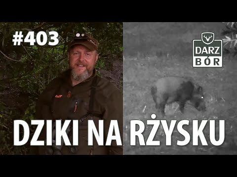 Darz Bór odc. 403 "Dziki Na Rżysku"