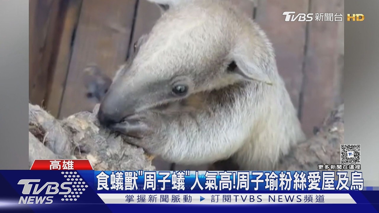 影音/高雄食蟻獸取「周子蟻」!TWICW與周子瑜粉絲湧進按讚