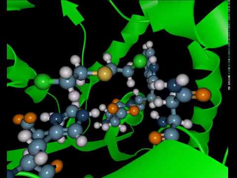 Molecular Dynamics of Yperite in a Haloalkane Dehalogenase