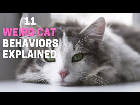 11 Weird Cat Behaviors Explained | Animal Globe