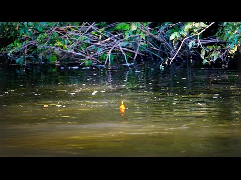 Summer Skamania Steelhead - from Bobber Down to Catch & Cook