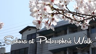 preview picture of video 'Sakura near Philosopher's Walk in Sakyo, Kyoto'