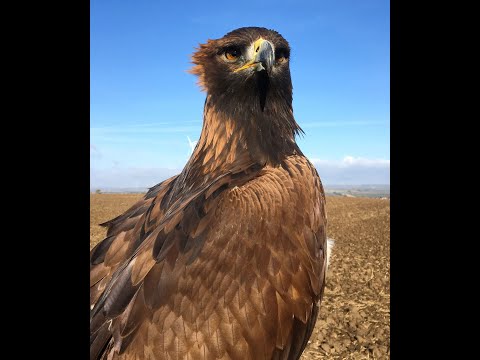 Steinadler vs. Feldhase in slow motion - Golden eagle catches hare
