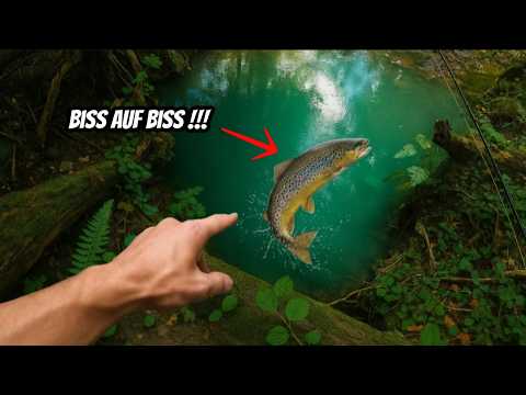 Wildforellen Eskalation am Bach! 90 Minuten angeln auf Bachforelle