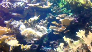 Coney Island Aquarium PT. 3