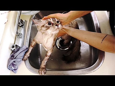 Bathing My Siberian Cat For The First Time and I Survived!!