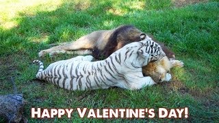 preview picture of video 'BIG CAT Valentines Day!'