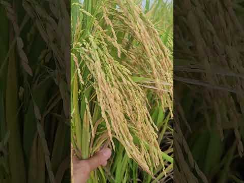 nsic rc 604 variety mataas ang ani...