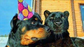 Venya is 10 years old, celebrating with Luna the panther and company😁🥳(ENG SUB)
