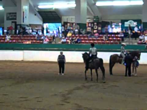 2012 Morgan Southern States Regional Show