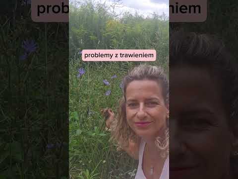 Cykoria podróżnik zawiera inulinę-pokarm dla bakterii probiotycznych.🌸