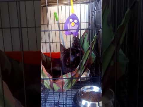 Aleesya princess of John the American Curl n Scottish Straight....