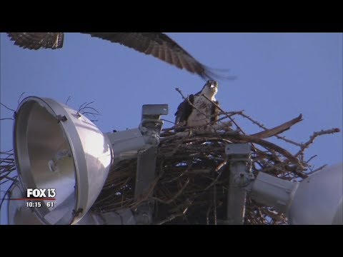 Osprey steals man's favorite cashmere scarf to build nest