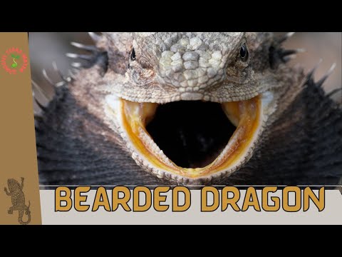 Bradatá agama (Pogona vitticeps) — priateľský plaz, charakter a správanie