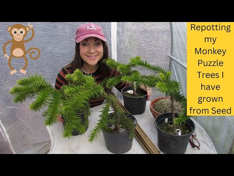 Re potting my Monkey Puzzle Trees that I have grown from Seed - Araucaria araucana