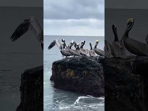 🐶🐱Pelicans United to Save a dog #animals #wildliferescue #lovestory #rescue#turtle #love