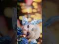 Little Snow Girl Funny Moment In Soul Land 2 Soulland Donghua Animeshorts Viralshort Subscribe