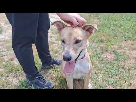 Vídeo de SHELBY