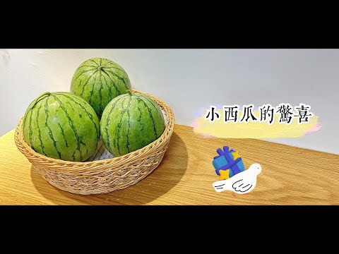 小西瓜的驚喜