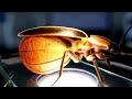 Biomimicry Firefly To 55 Efficient LED Technology Idea Inspired By Nature