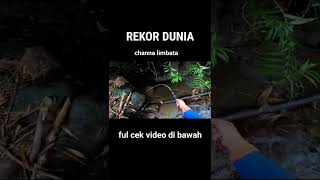 Download lagu rekor dunia !!mancing channa limbata rim merah penghuni batu besar super tua mp3