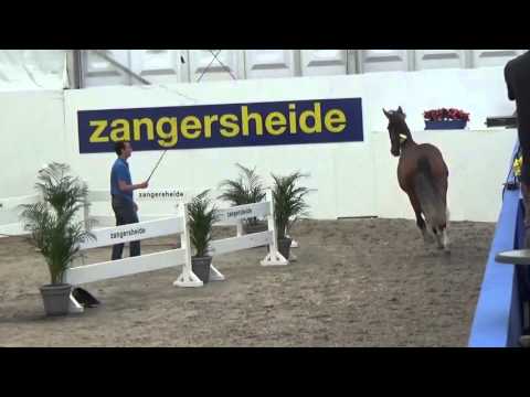 Camiel of Greenhill Z (Chaplin of Greenhill (Cassini I x Caretino) x Cornet Obolensky)