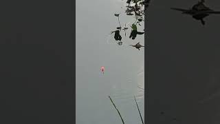 Download lagu sensasi mancing liar#beranda #microfhising #ladyangler #semuaorang #salamsatuhobi #mancingliar #fyp mp3