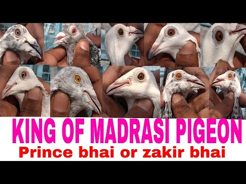 Prince bhai ke madrasi kabutar.with khalifa zakir ahmad.delhi