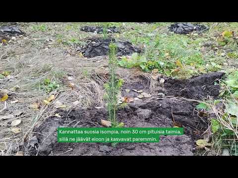 Peltoheittojen metsitys: Näin metsitän peltoheiton 2/2