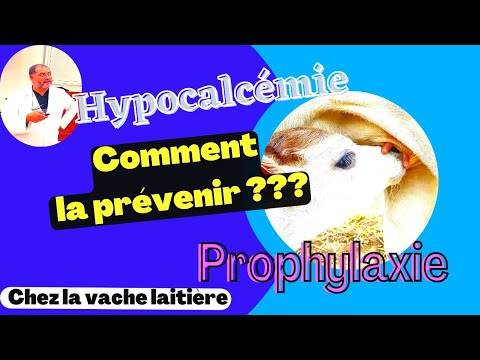 , title : 'Hypocalcémie chez la vache laitière, la prophylaxie ; Fièvre vitulaire ; Comment la prévenir ?'