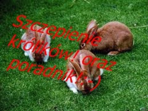 , title : 'Szczepienie królików! Oraz poradnik jak szczepić króliki!:-)'