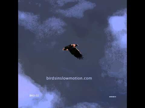 White Tailed Sea Eagle Slow Motion Flying shot with Phantom HD Gold