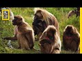 An Educational Video About Monkey Sex National Geographic
