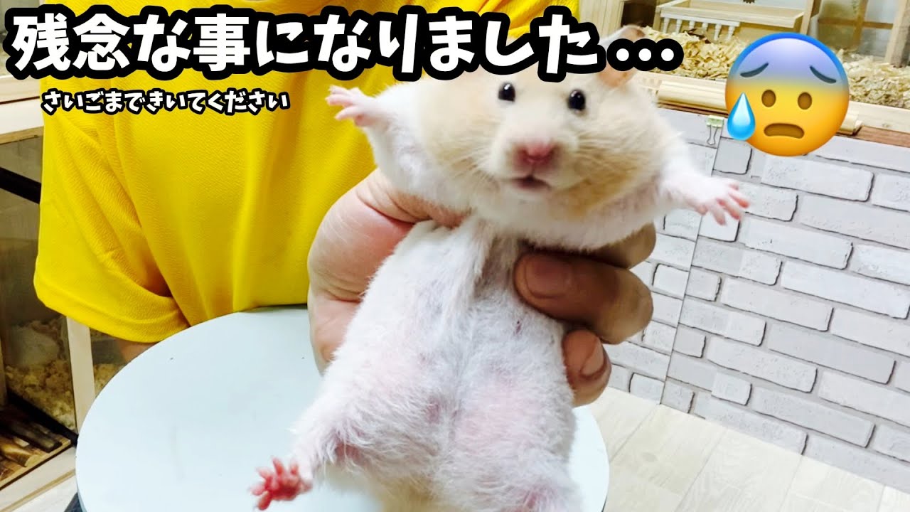 【残念なお知らせ】我が家のゴールデンハムスターに関するお話　おもしろ可愛い動物