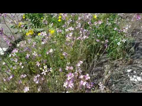 Colours on desert 🏜