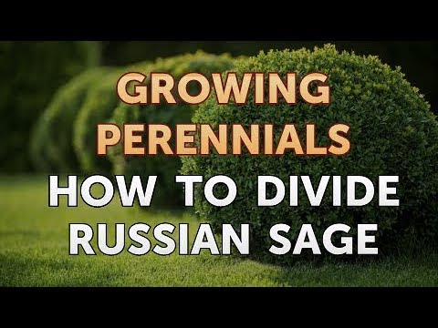 Can I Propagate a Peony From a Cutting