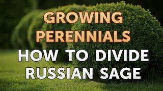 How to Divide Russian Sage
