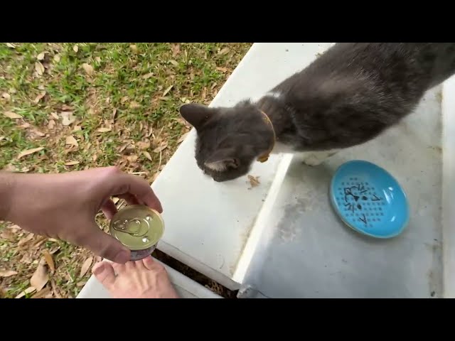 Best Wet Cat Food for Picky Eaters: A Guide to Happy, Healthy Cats - close-up view