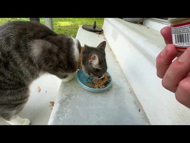Best Wet Cat Food for Picky Eaters: A Guide to Happy, Healthy Cats - product in use