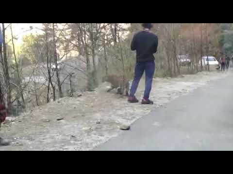 Leopard playing among tourists