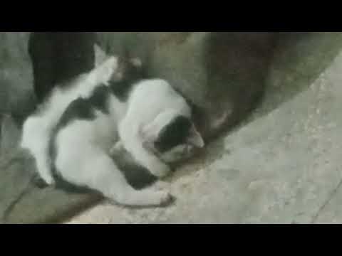 Cat and kitten sound sleep