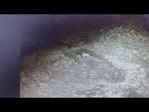 Il branco di lupi ripreso a Monte Lignano nelle immagini diffuse dal comitato Emergenza Lupo Arezzo