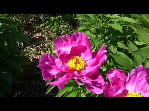 Пион Ривида (Paeonia Rivida)  Harrell, Varner, 1985